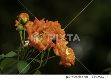 Rose (Fureai drum) Rose (Fureai drum) 119256705