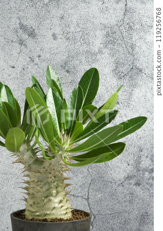 Tuberous pachypodium Tuberous pachypodium 119256768