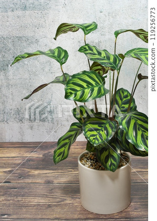 Gray background Makoyana 119256773