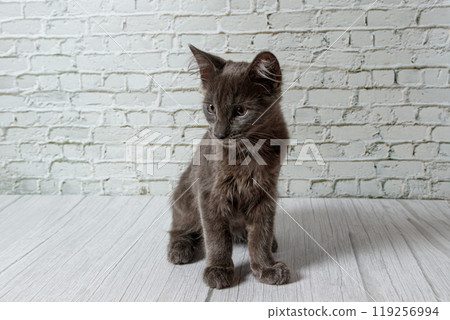 Beautiful gray cat on a brick wall background 119256994