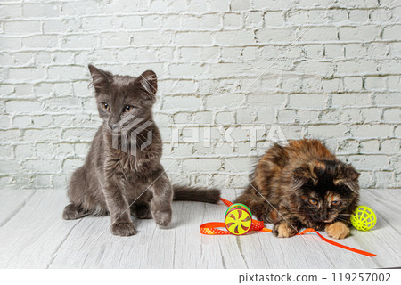 Beautiful couple of gray cat boy and girl on a brick wall background 119257002