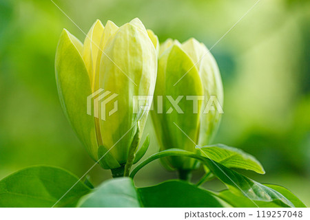 beautiful magnolia branch during yellow flowering 119257048