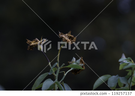 Withered rose flower 119257137