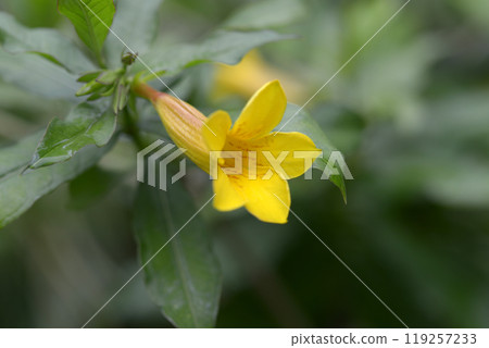 Common crow 119257233