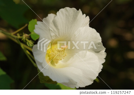 鶴舞公園美麗的水風夜 119257247