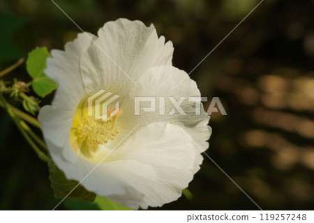 Beautiful Hibiscus flowers at Tsuruma Park 119257248