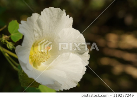 鶴舞公園美麗的水風夜 119257249