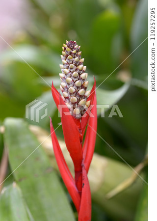 Mikado Bromeliad 119257295
