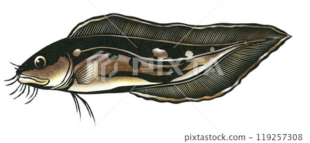 Paper cutout illustration of a bearded fish, weaselfish 119257308