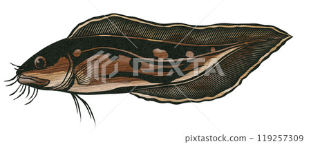 A paper cut-out illustration of a weaselfish that looks similar to a striped scorpionfish 119257309