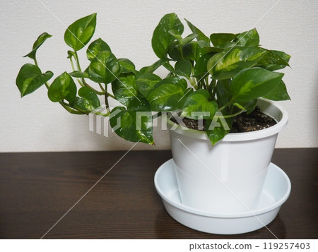 Pothos，一種裝飾在房間裡的室內植物 119257403