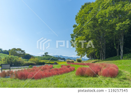 Red-colored kochia plants planted at the foot of Amagashi Hill 119257545