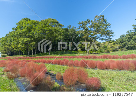 Red-colored kochia plants planted at the foot of Amagashi Hill 119257547