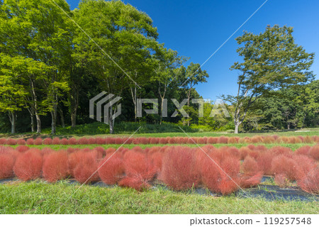 Red-colored kochia plants planted at the foot of Amagashi Hill Red-colored kochia plants planted at the foot of Amagashi Hill 119257548