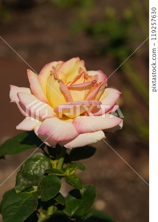 Beautiful roses in Tsurumai Park 119257630