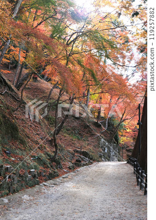 Toyota City, Aichi Prefecture_Autumn leaves of Korankei 17_December 2023 119257882