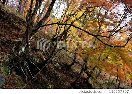 Toyota City, Aichi Prefecture_Autumn leaves in Korankei 3_December 2023 119257897