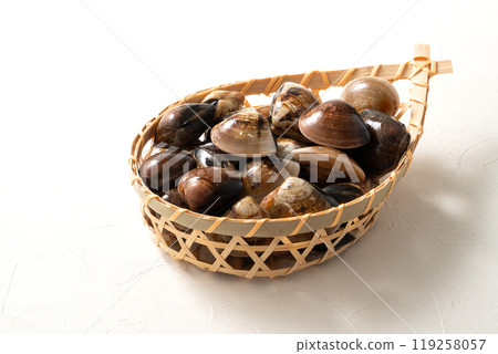 蛤蜊 文蛤 海鮮 新鮮 生的 raw fresh clam 活 はまぐり ハマグリ 119258057