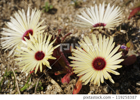 Spring March White Livingstone Daisy Flowers 119258387