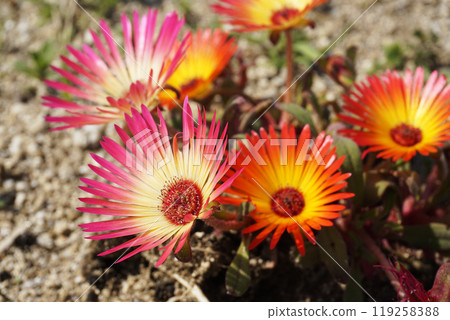 春天三月粉紅色和橙色利文斯頓雛菊花 春天三月粉紅色和橙色利文斯頓雛菊花 119258388
