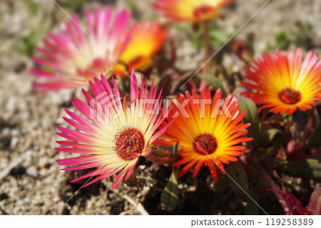 春天三月粉紅色和橙色利文斯頓雛菊花 119258389