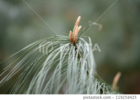 Pine shoots Pine shoots 119258425