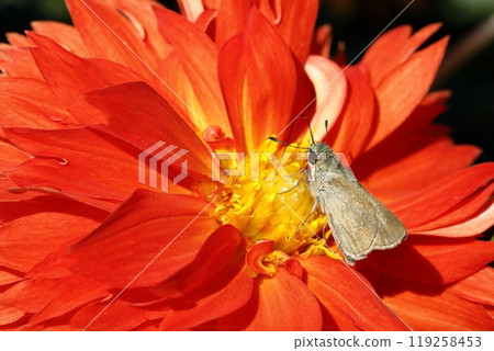 達利亞盛開 119258453