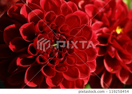 Dalia in full bloom 119258454