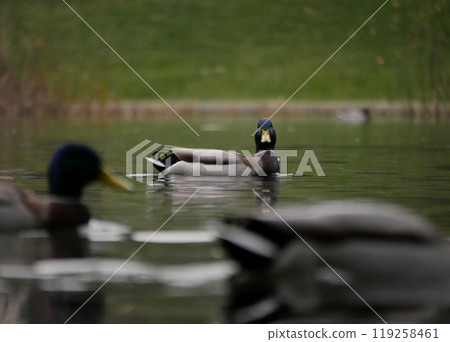 A Mallard Ducks drake (Anas platyrhynchos) swim in a lake in Turkenschanzpark in Vienna A Mallard Ducks drake (Anas platyrhynchos) swim in a lake in Turkenschanzpark in Vienna 119258461