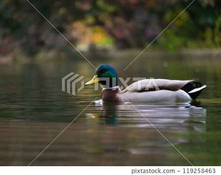 A Mallard Duck drake (Anas platyrhynchos) swim in a lake in Turkenschanzpark in Vienna A Mallard Duck drake (Anas platyrhynchos) swim in a lake in Turkenschanzpark in Vienna 119258463