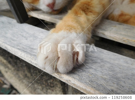 Cat paws through the fence at Matsubara Shopping Arcade Cat paws through the fence at Matsubara Shopping Arcade 119258608