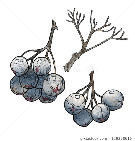 Watercolor drawing of a black mountain ash berry. 119258616