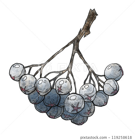 Watercolor drawing of a black mountain ash berry Watercolor drawing of a black mountain ash berry 119258618