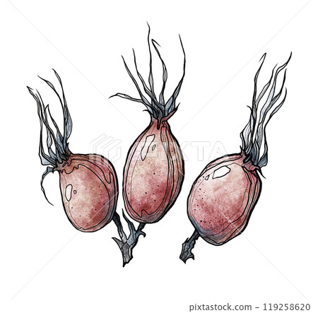 The original rosehip pattern with botanical lines The original rosehip pattern with botanical lines 119258620