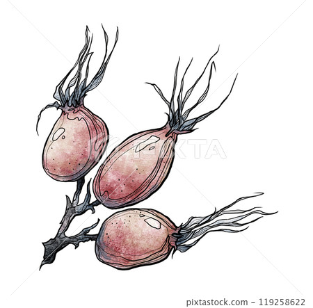The rosehip watercolor painting designed for projects 119258622