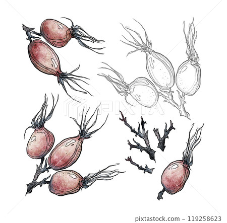 An exquisite watercolor drawing of a rosehip. An exquisite watercolor drawing of a rosehip. 119258623