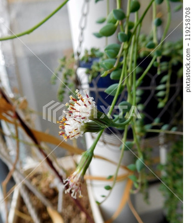 green necklace flower 119258708