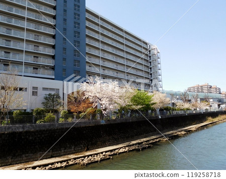 橫濱市星川大吾廣場博納高地星川片平川櫻花 橫濱市星川大吾廣場博納高地星川片平川櫻花 119258718