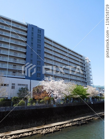 橫濱市星川大吾廣場博納高地星川片平川櫻花 119258719