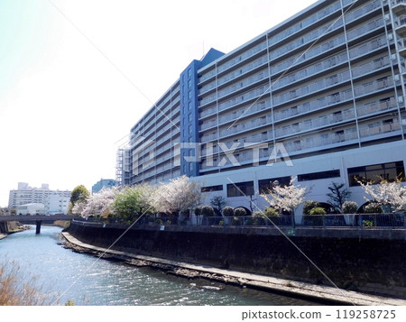 橫濱市星川大吾廣場博納高地星川片平川櫻花 119258725