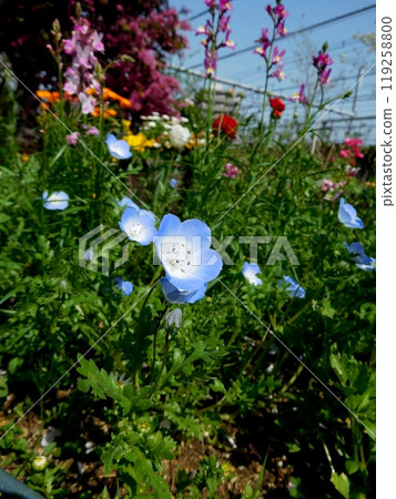 Nemophila Nemophila 119258800