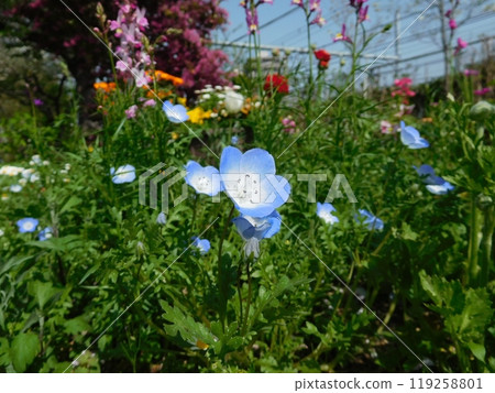 Nemophila Nemophila 119258801