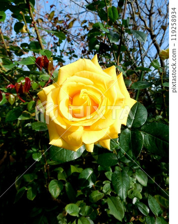 玫瑰天津少女 119258934