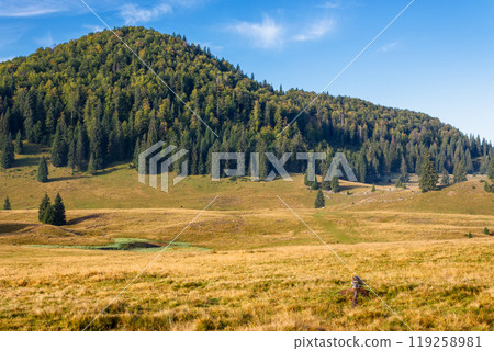 coniferous forest on the hill in autumn. sunny morning. beautiful landscape of apuseni natural park of romania in fall season. scenic outdoor scenery coniferous forest on the hill in autumn. sunny morning. beautiful landscape of apuseni natural park of romania in fall season. scenic outdoor scenery 119258981