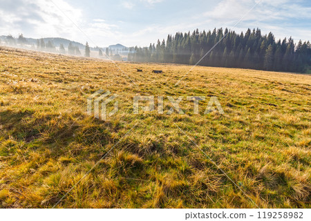 coniferous forest on the hill in autumn. sunny morning. beautiful landscape of apuseni natural park of romania in fall season coniferous forest on the hill in autumn. sunny morning. beautiful landscape of apuseni natural park of romania in fall season 119258982