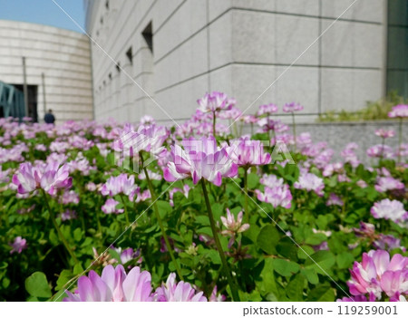 Pink astragalus Pink astragalus 119259001