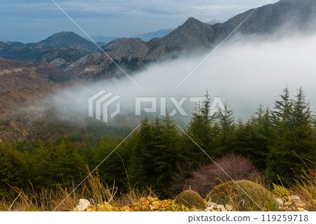 Scenic misty mountain landscape with fir forest 119259718