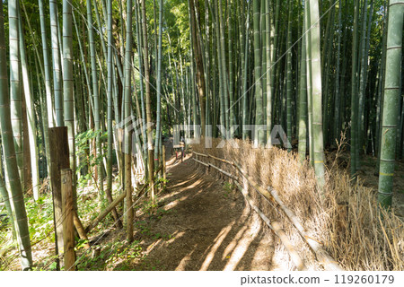 Shinji citizen's forest 119260179