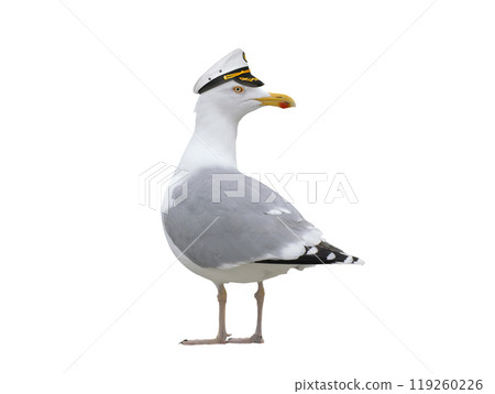 Seagull in a sea captain's cap isolated on a white background 119260226