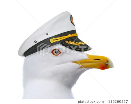 portrait seagull in a sea captain's cap isolated on a white background 119260227
